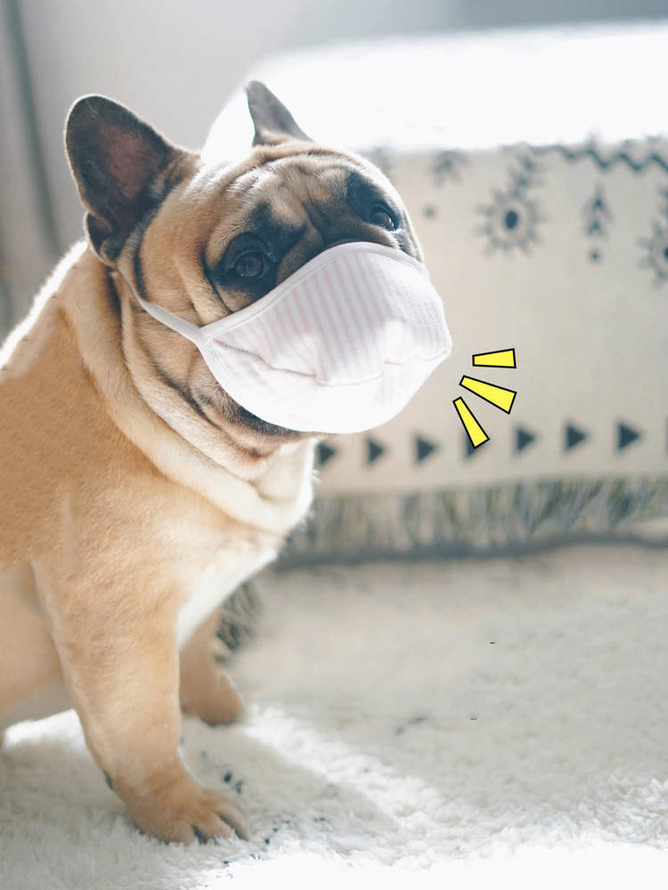 防疫用 狗狗口罩 被罵爆 日網友怒揭危險性 是惡意做來害狗的嗎 花生時報
